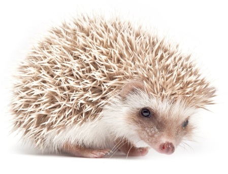 Filosofi Hedgehog